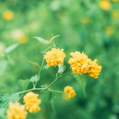 果盘版百恋成仙bt版下载
